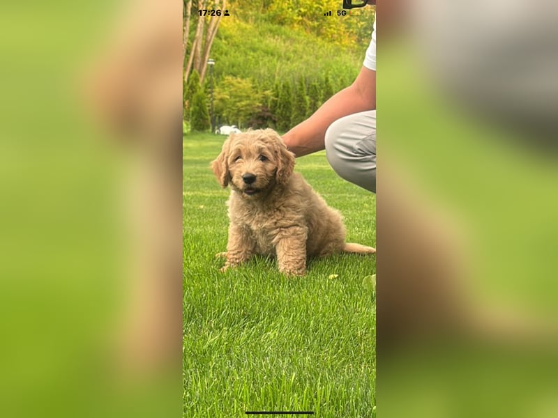 Goldendoodle mini Medium Doodle Abgabe an Pfingsten