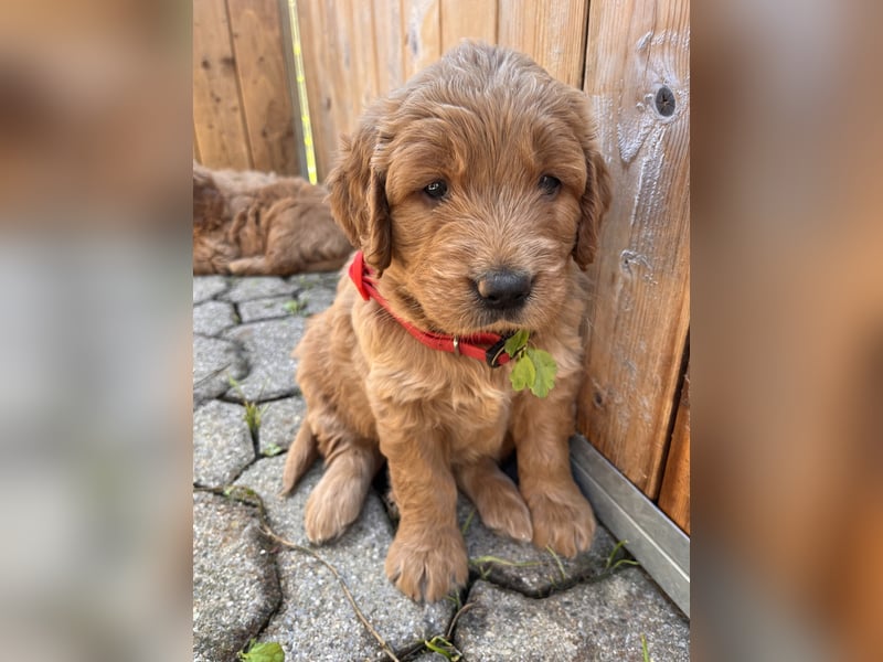 Goldendoodle mini Medium Doodle Abgabe an Pfingsten