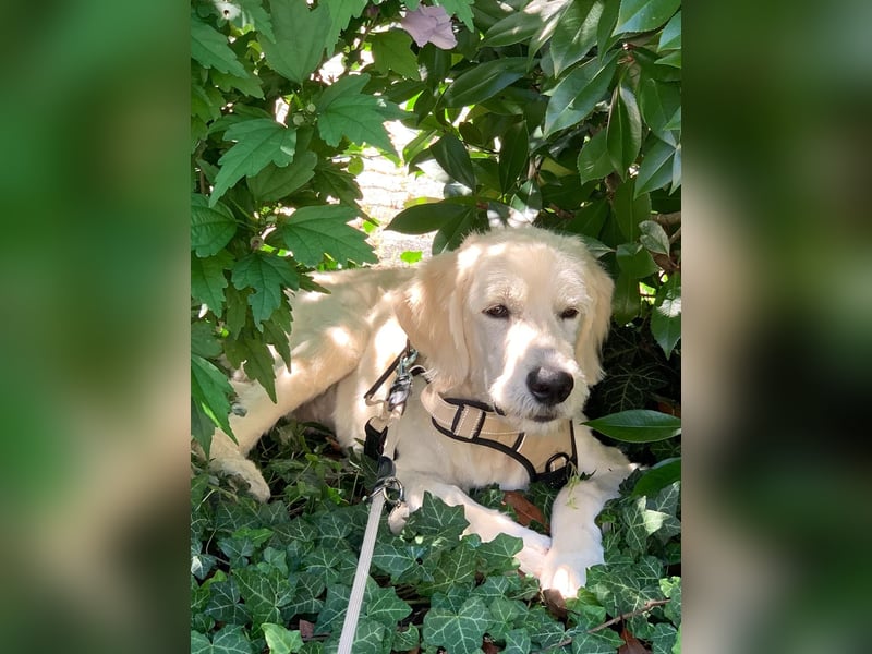 * Schöner weiß/creme farbener Goldendoodle  *