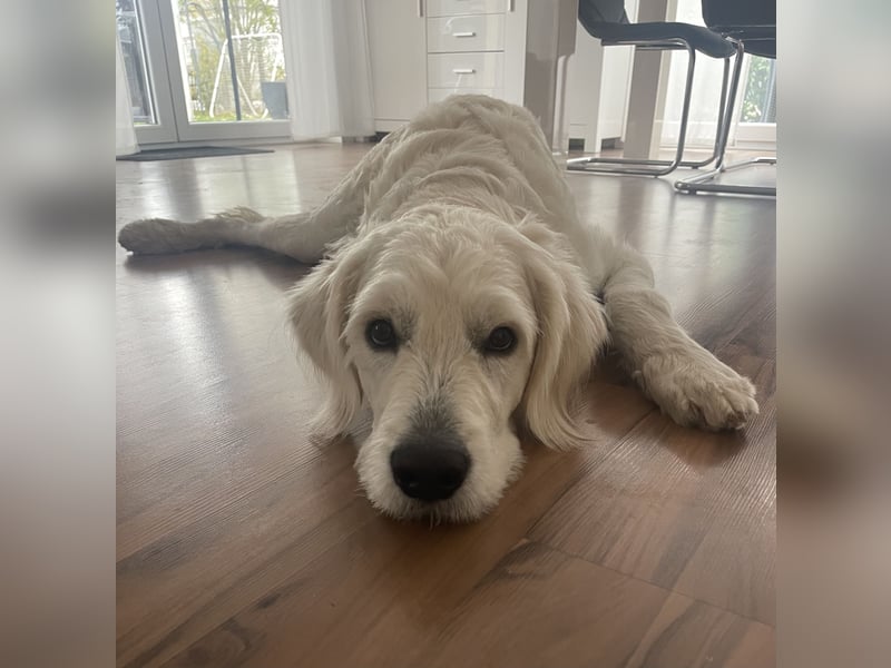 * Schöner weiß/creme farbener Goldendoodle  *