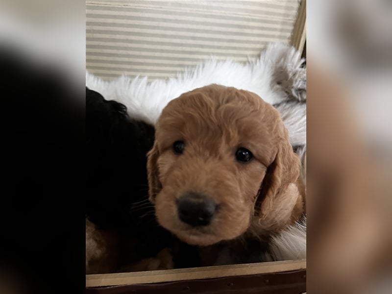 Goldendoodle F1 medium