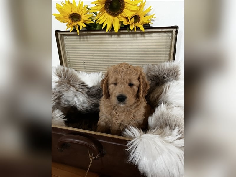 Goldendoodle F1 medium