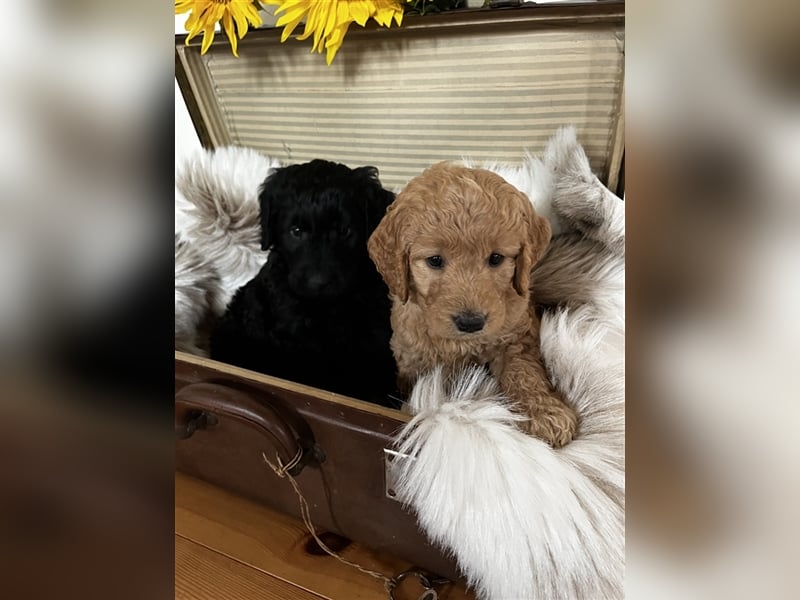 Goldendoodle F1 medium