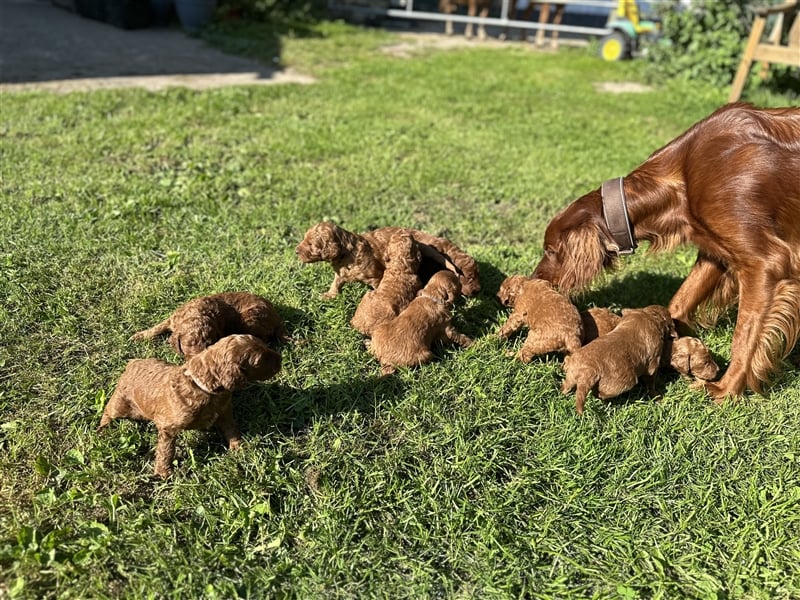 Irish Doodle Welpen F1 Irish Setter Pudel