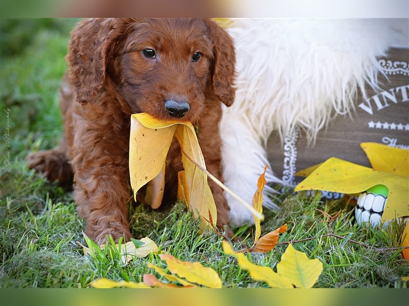 Irish Doodle Welpen F1 Irish Setter Pudel