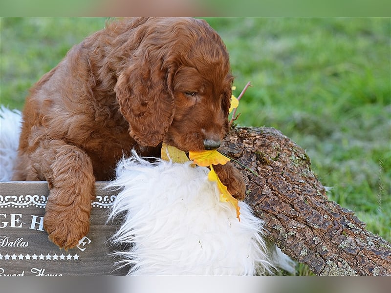 Irish Doodle Welpen F1 Irish Setter Pudel