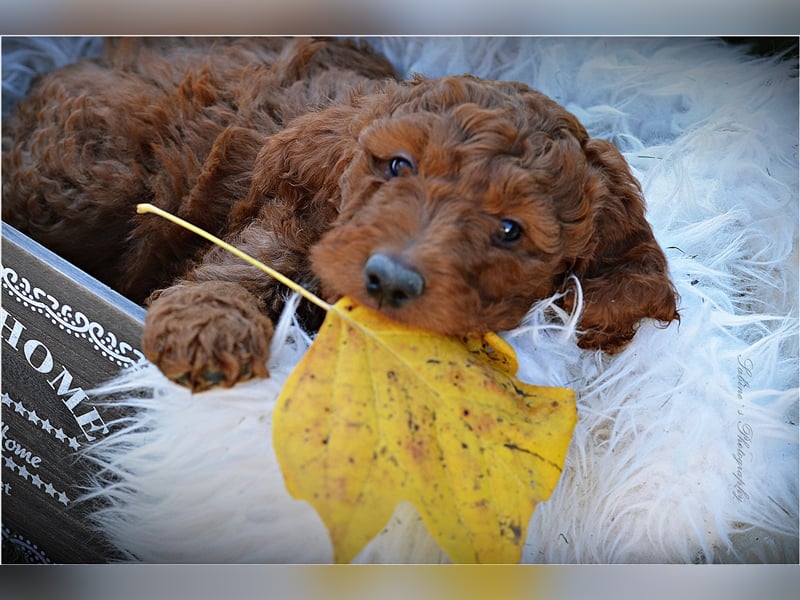 Irish Doodle Welpen F1 Irish Setter Pudel