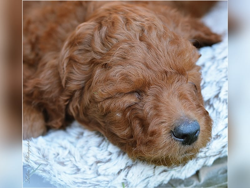 Irish Doodle Welpen F1 Irish Setter Pudel