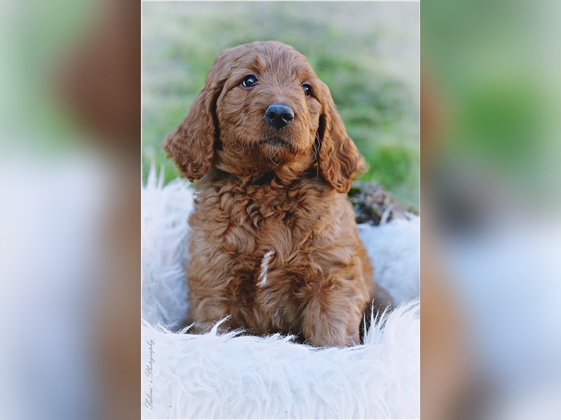 Irish Doodle Welpen F1 Irish Setter Pudel