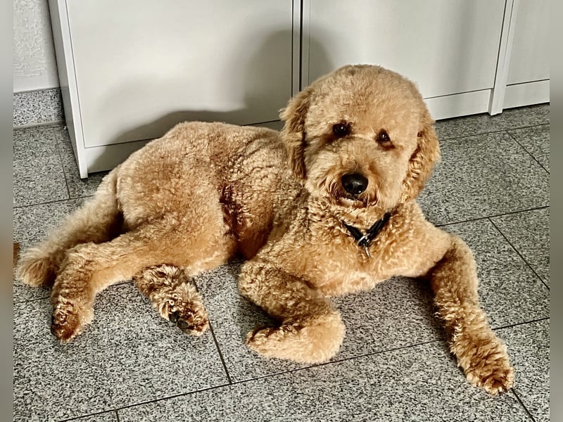 Erfahrener Deckrüde Medium Goldendoodle F1b