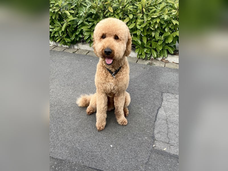 Erfahrener Deckrüde Medium Goldendoodle F1b