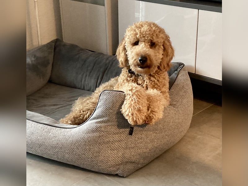 Erfahrener Deckrüde Medium Goldendoodle F1b