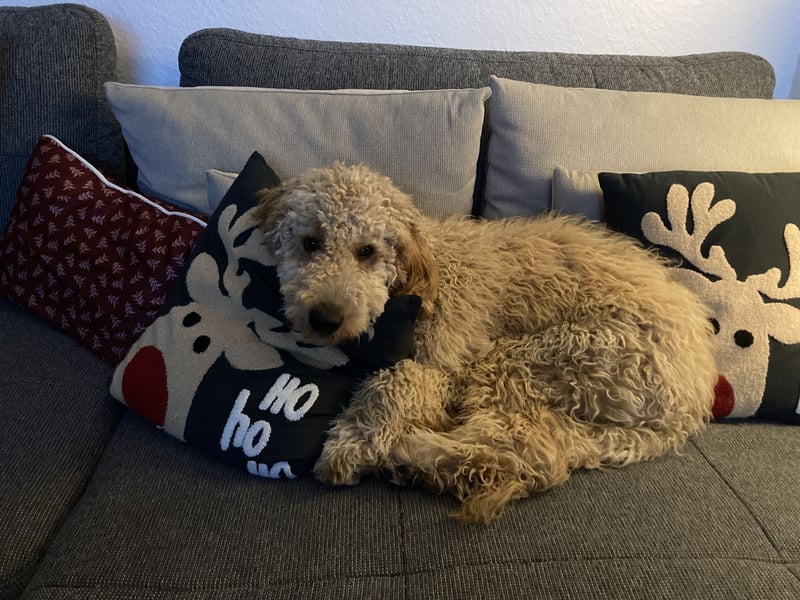 Erfahrener Deckrüde Medium Goldendoodle F1b