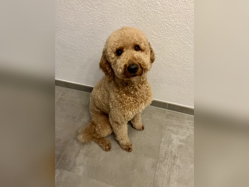 Erfahrener Deckrüde Medium Goldendoodle F1b
