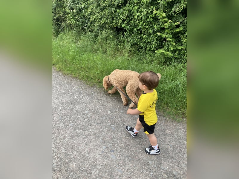 Erfahrener Deckrüde Medium Goldendoodle F1b