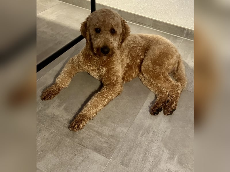Erfahrener Deckrüde Medium Goldendoodle F1b
