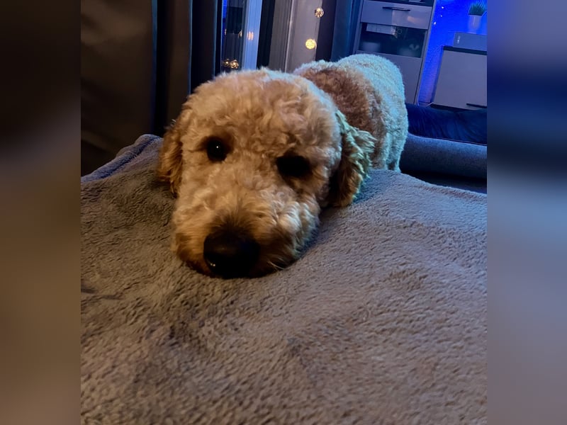 Erfahrener Deckrüde Medium Goldendoodle F1b