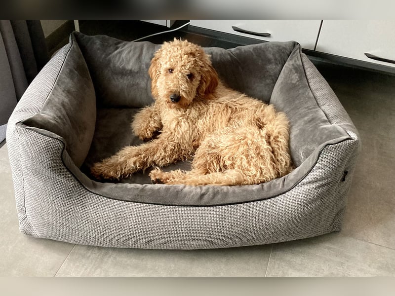 Erfahrener Deckrüde Medium Goldendoodle F1b