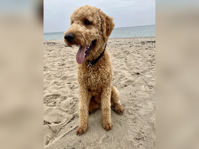 Erfahrener Deckrüde Medium Goldendoodle F1b