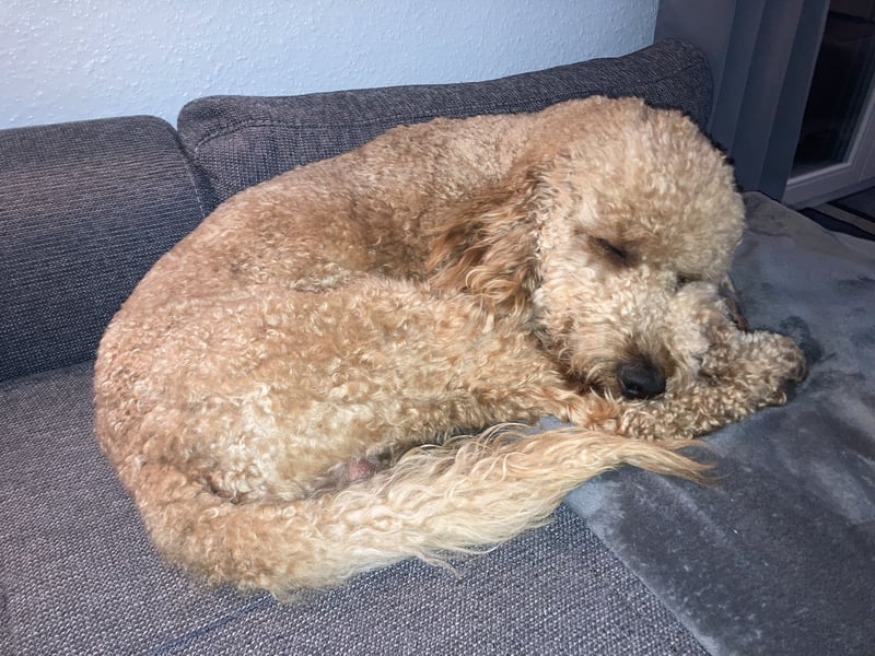 Erfahrener Deckrüde Medium Goldendoodle F1b
