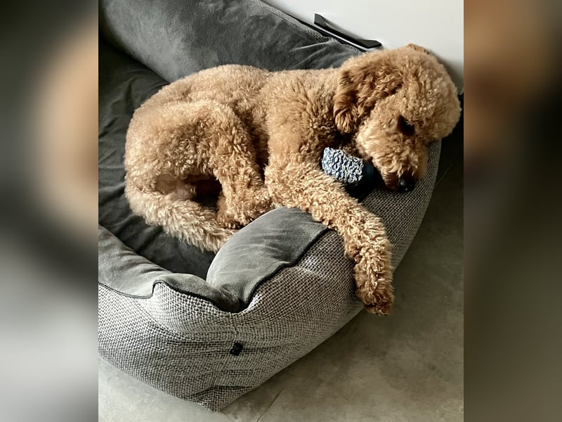 Erfahrener Deckrüde Medium Goldendoodle F1b
