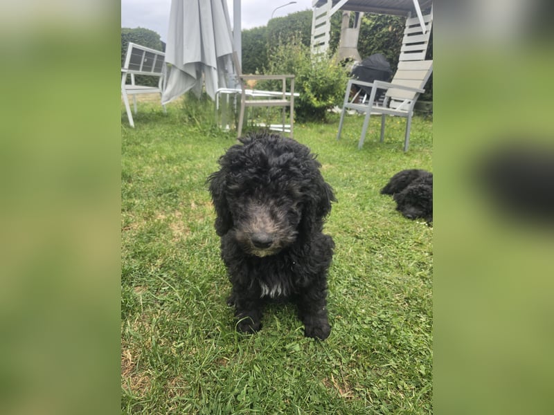 Goldendoodle F2b
