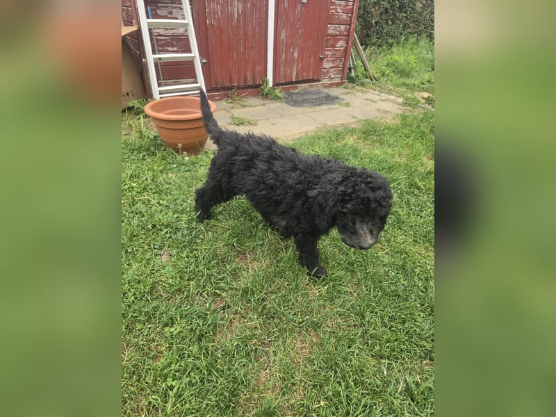 Goldendoodle F2b