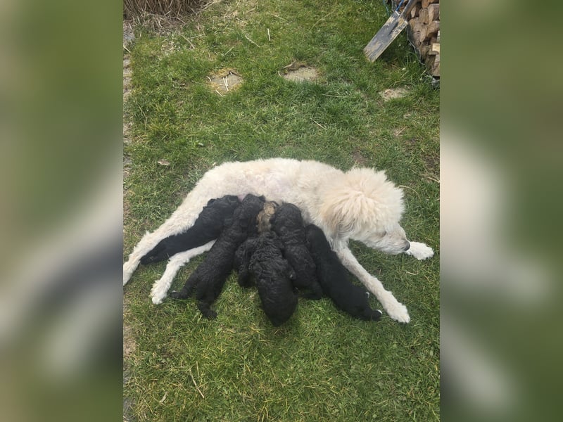 Goldendoodle F2b