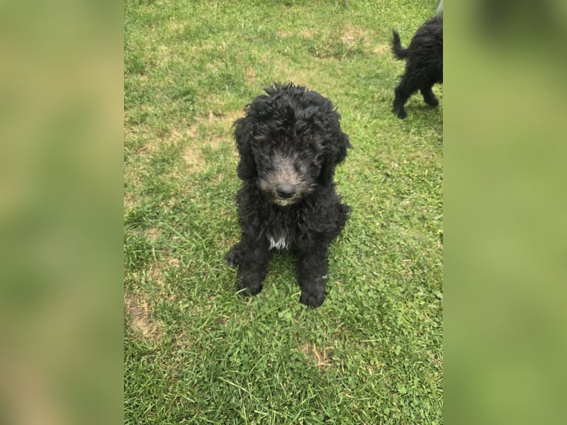 Goldendoodle F2b