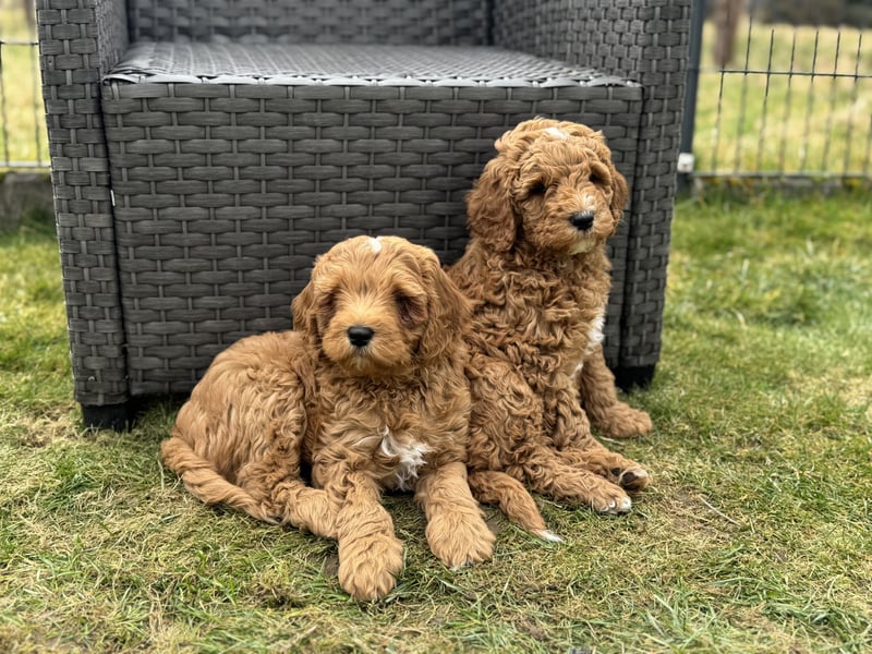 Deckrüde Doodle Goldendoodle medium Pudel Tibet Doodle