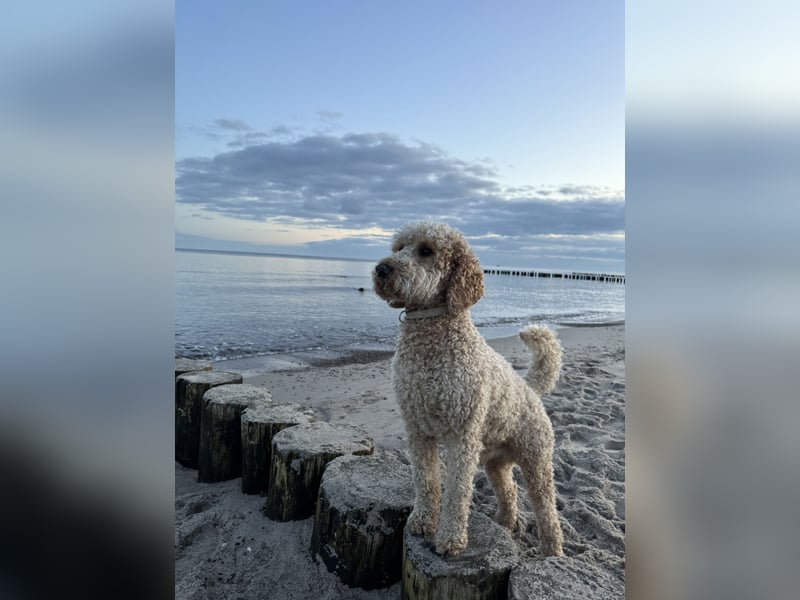 Deckrüde Doodle Goldendoodle medium Pudel Tibet Doodle