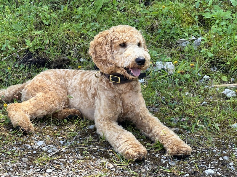 Deckrüde Doodle Goldendoodle medium Pudel Tibet Doodle