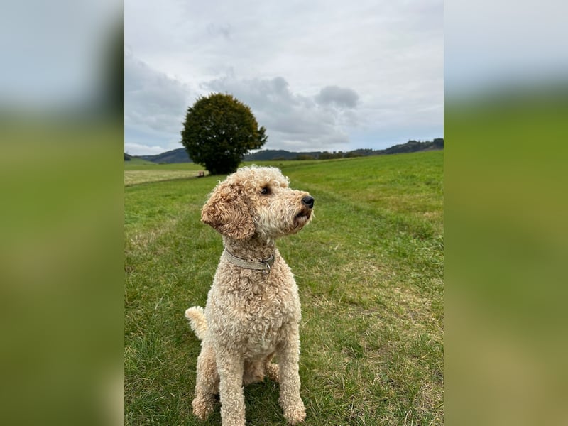 Deckrüde Doodle Goldendoodle medium Pudel Tibet Doodle