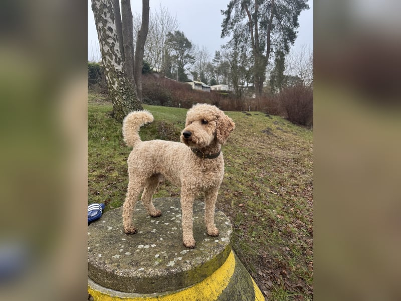 Deckrüde Doodle Goldendoodle medium Pudel Tibet Doodle