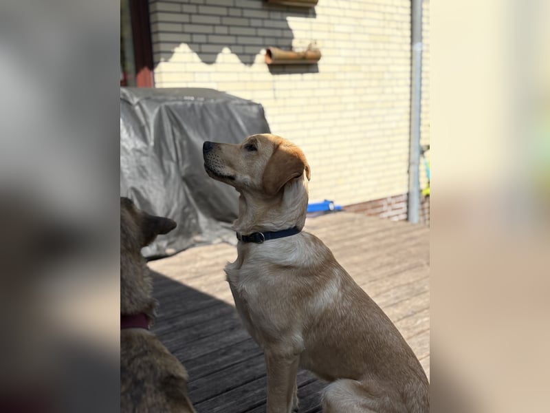 Labradoodle/Retriver 7 monate
