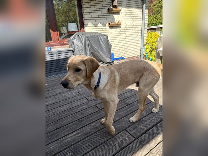 Labradoodle/Retriver 7 monate