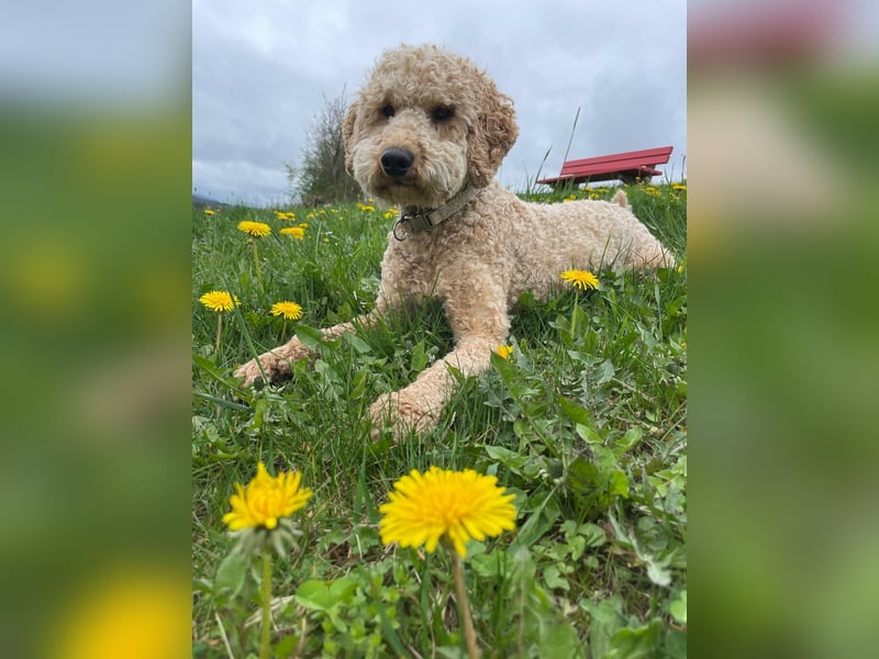 Deckrüde Doodle Goldendoodle Golden Doodle Pudel
