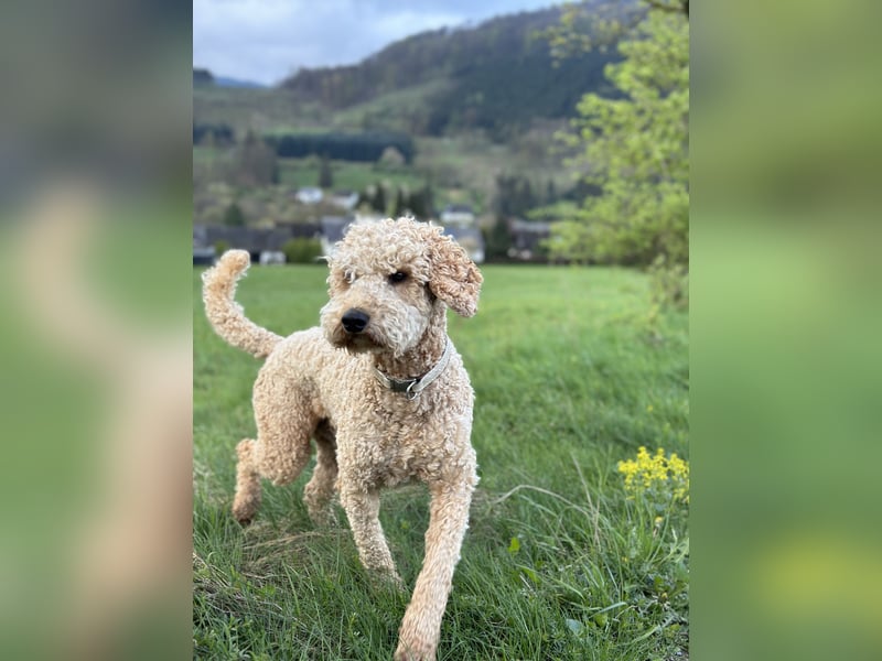 Golden Doodle Goldendoodle Deckrüde Doodle
