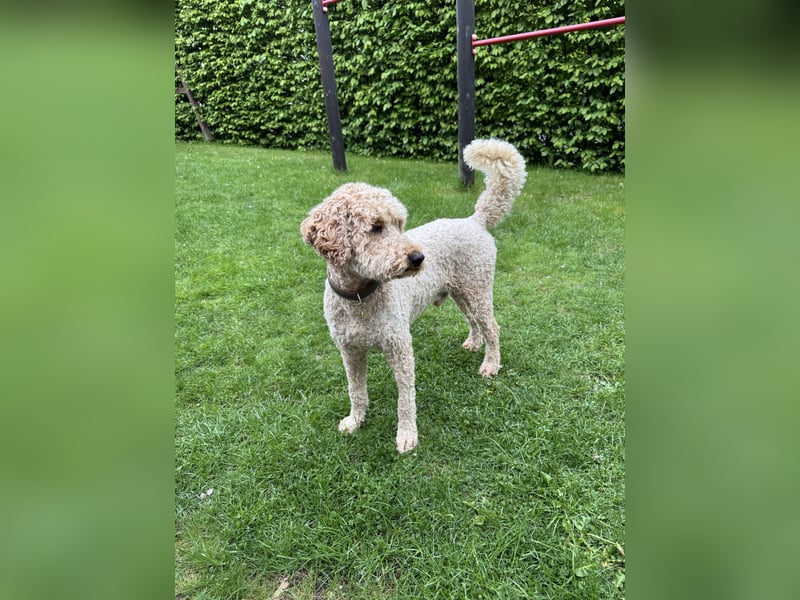 Deckrüde Doodle Goldendoodle Golden Doodle Pudel