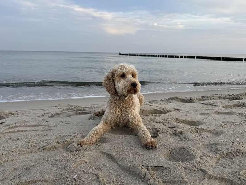 Golden Doodle Goldendoodle Deckrüde Doodle