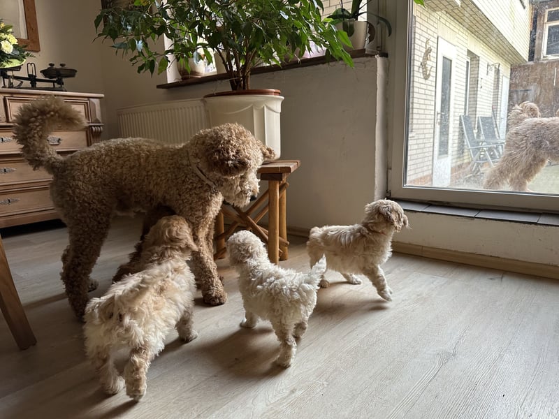 Golden Doodle Goldendoodle Deckrüde Doodle