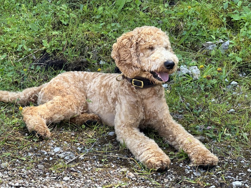 Golden Doodle Goldendoodle Deckrüde Doodle