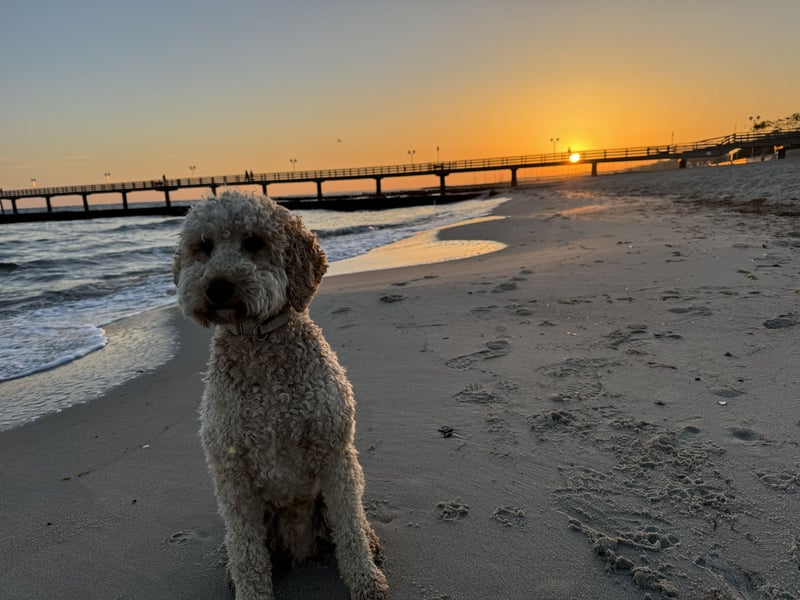 Deckrüde Doodle Goldendoodle Golden Doodle Pudel