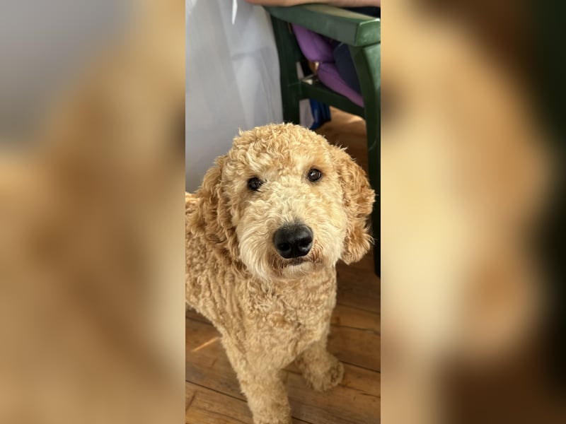 Golden Doodle Goldendoodle Deckrüde Doodle