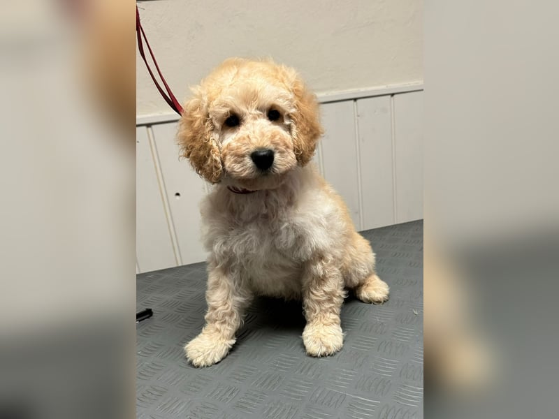 Golden Doodle Goldendoodle Deckrüde Doodle