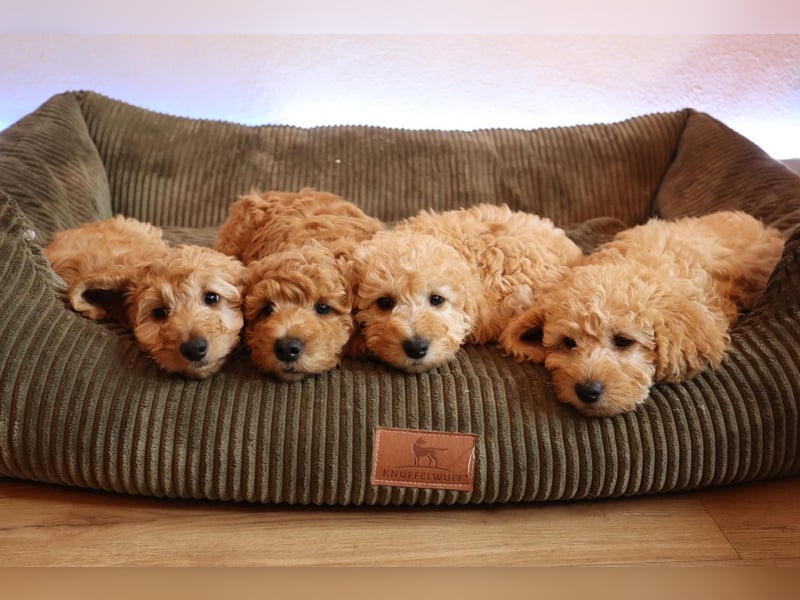 Deckrüde Doodle Goldendoodle Golden Doodle Pudel