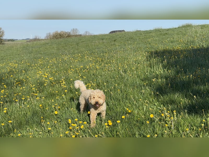 Golden Doodle Goldendoodle Deckrüde Doodle