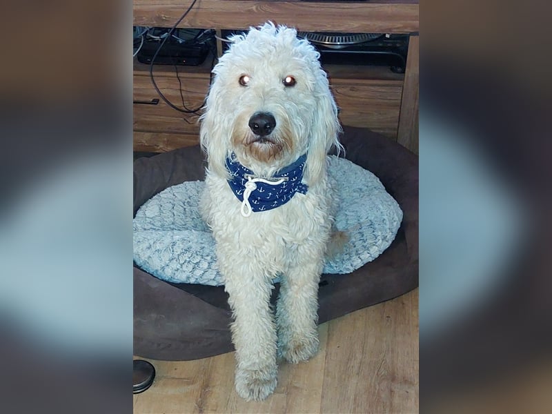 Goldendoodle Deckrüde mit Ahnentafel u. Körung /kein Verkauf