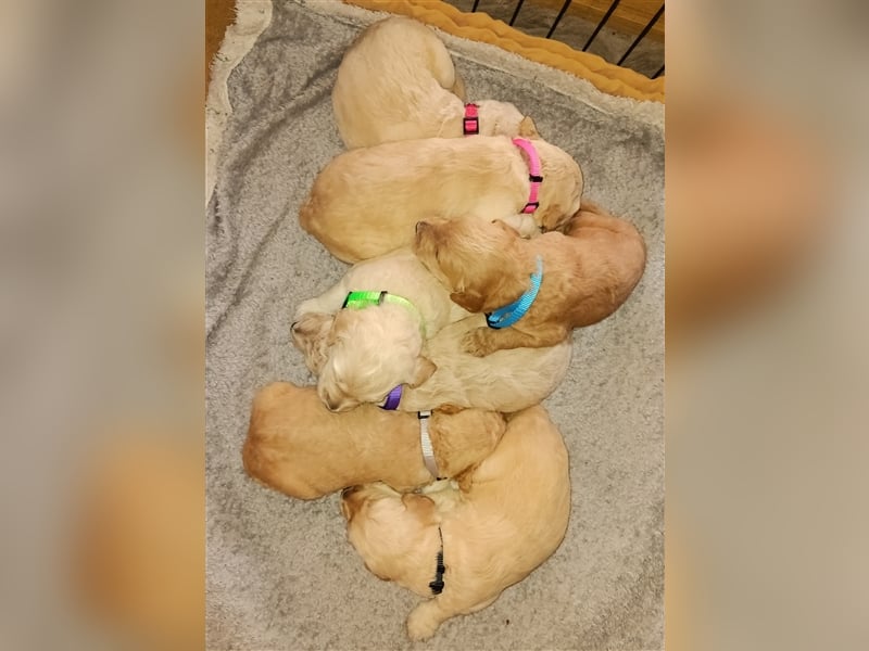 Goldendoodle Deckrüde mit Ahnentafel u. Körung /kein Verkauf