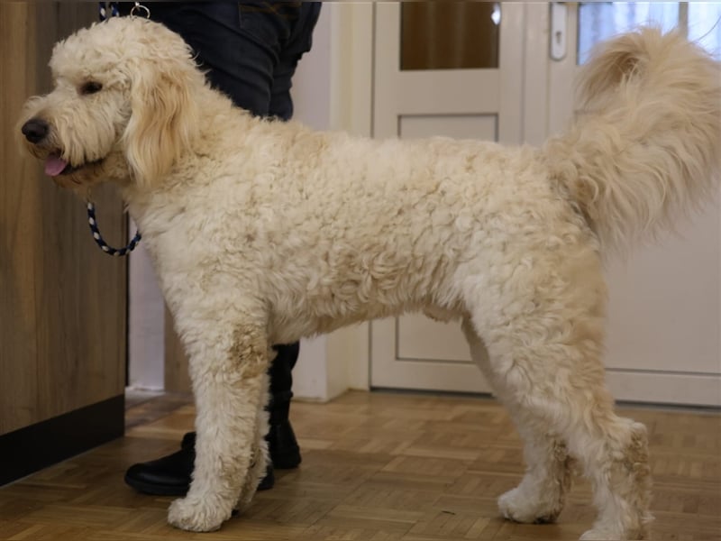 Goldendoodle Deckrüde mit Ahnentafel u. Körung /kein Verkauf
